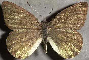 Media type: image;   Entomology 16658 Aspect: habitus dorsal view